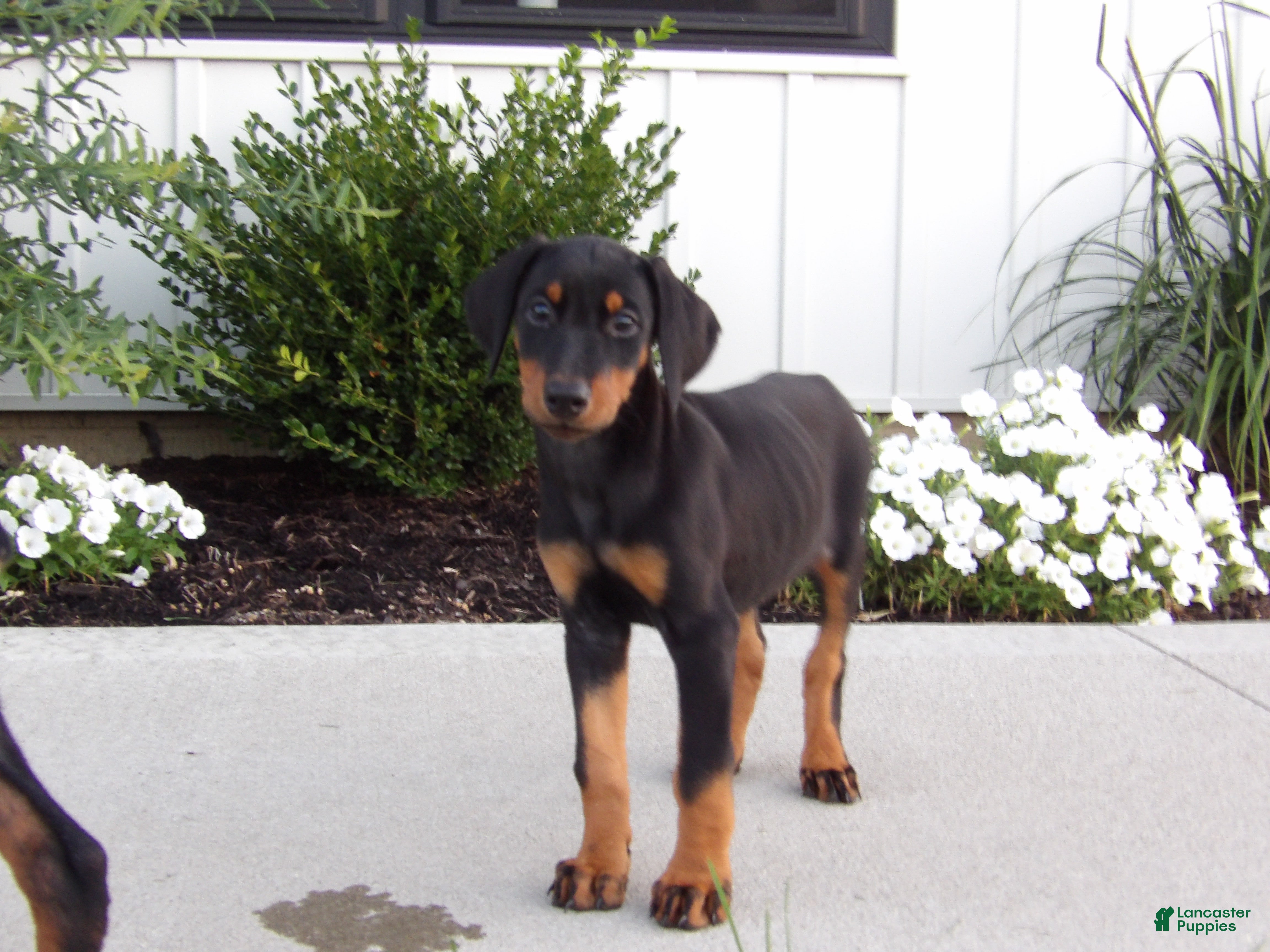 Doberman Pinscher dogs Izzy - Ad 1