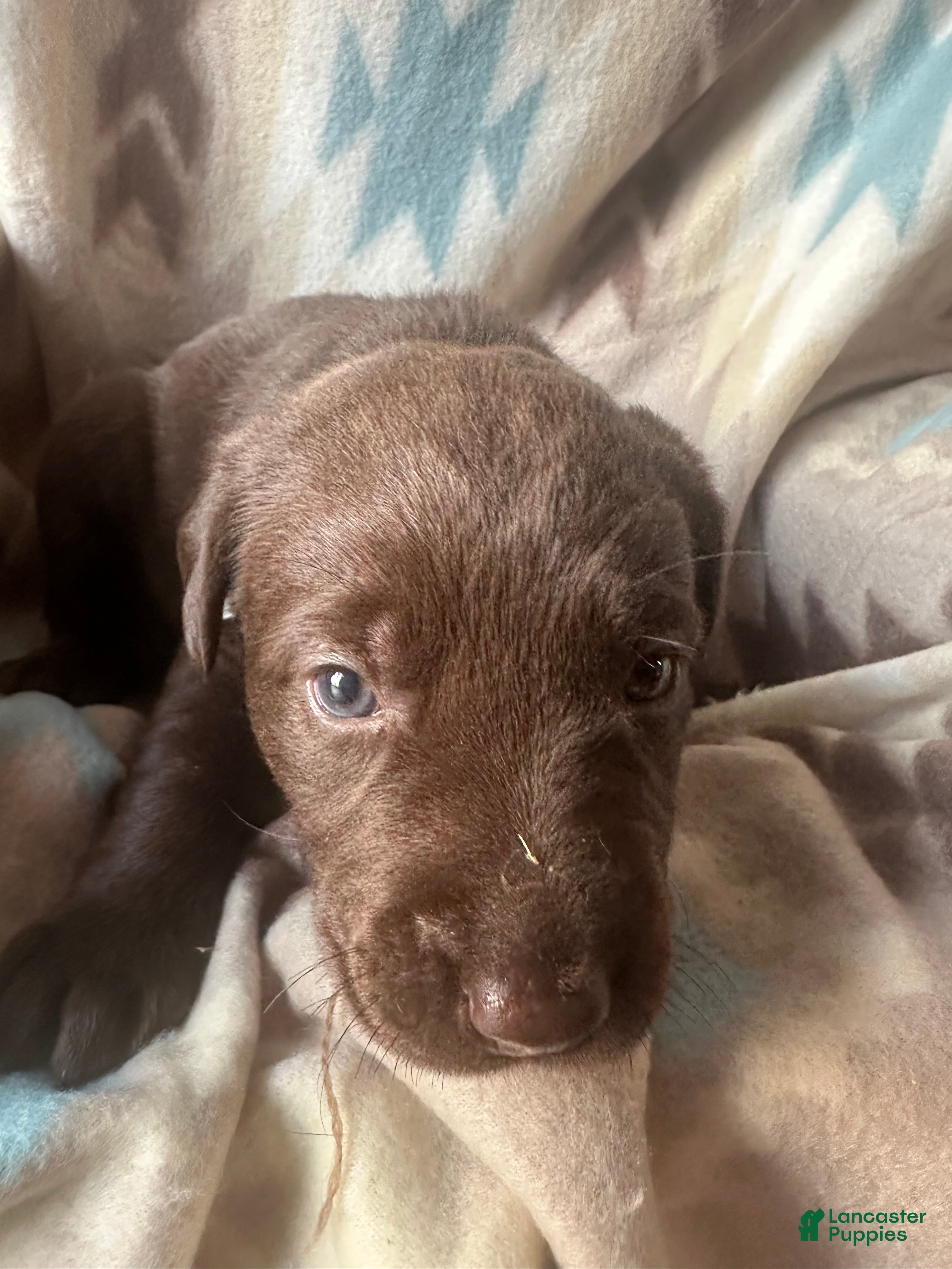 Labrador Retriever dogs Sage  - Ad 9