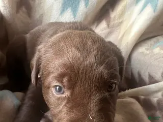 Labrador Retriever dogs Sage - Ad 9