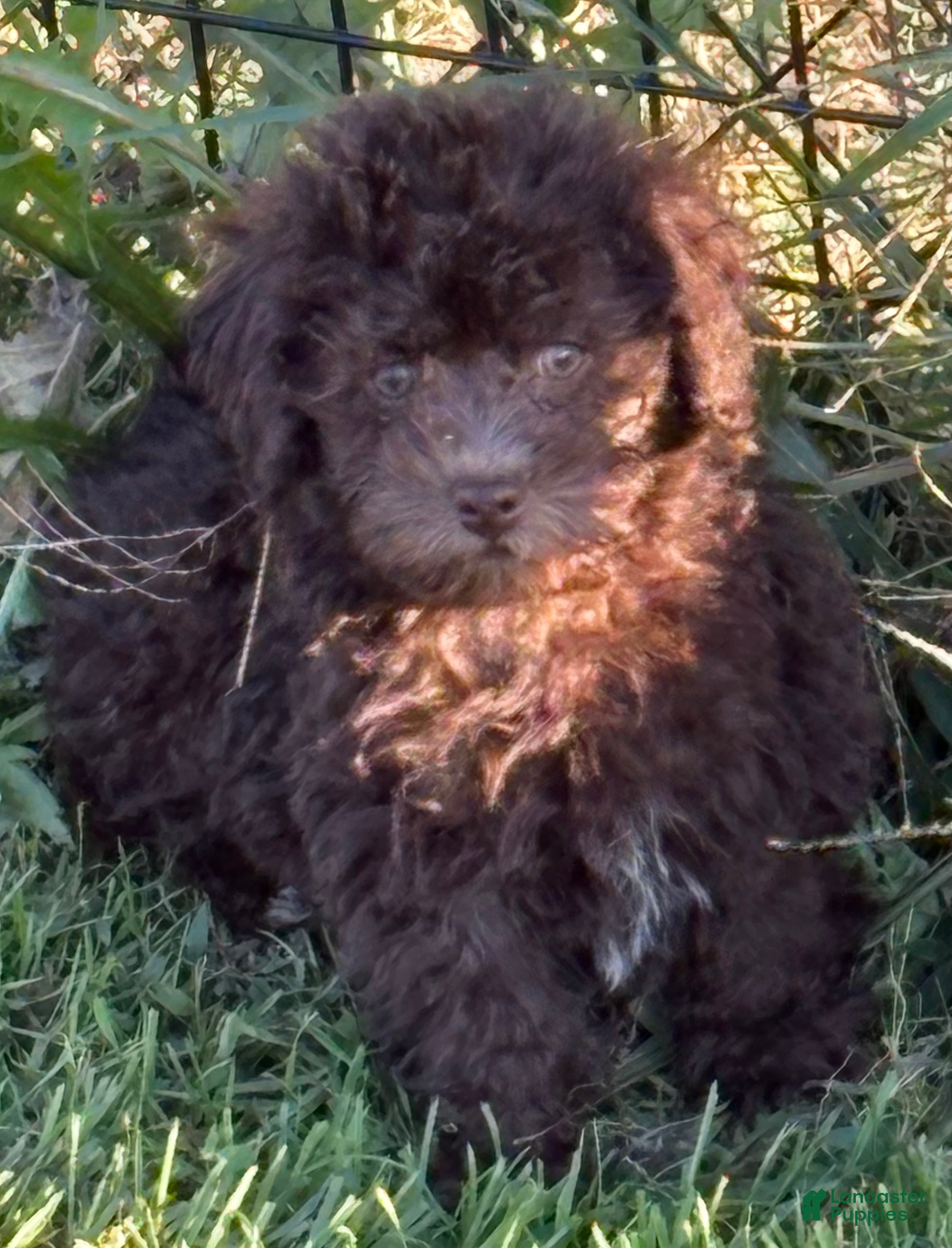 Miniature Labradoodle dogs Hannah - Ad 17
