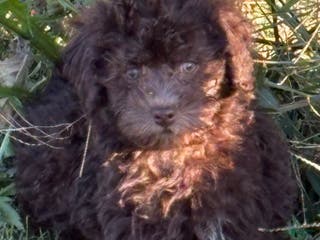 Miniature Labradoodle dogs Hannah - Ad 17