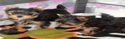 Yorkshire Terrier dogs for sale: Drax - Ad 6