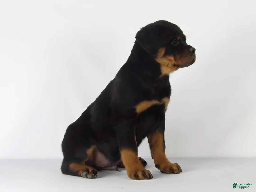 Rottweiler dogs for sale: Rottweiler Puppy 4 - Ad 1
