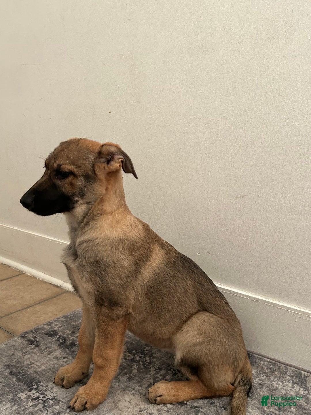 German Shepherd dogs for sale: German Shepherd Puppy 2 - Ad 3