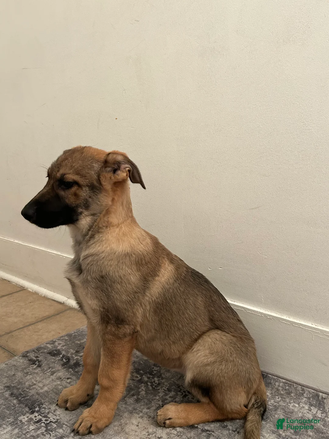 German Shepherd dogs for sale: German Shepherd Puppy 2 - Ad 3