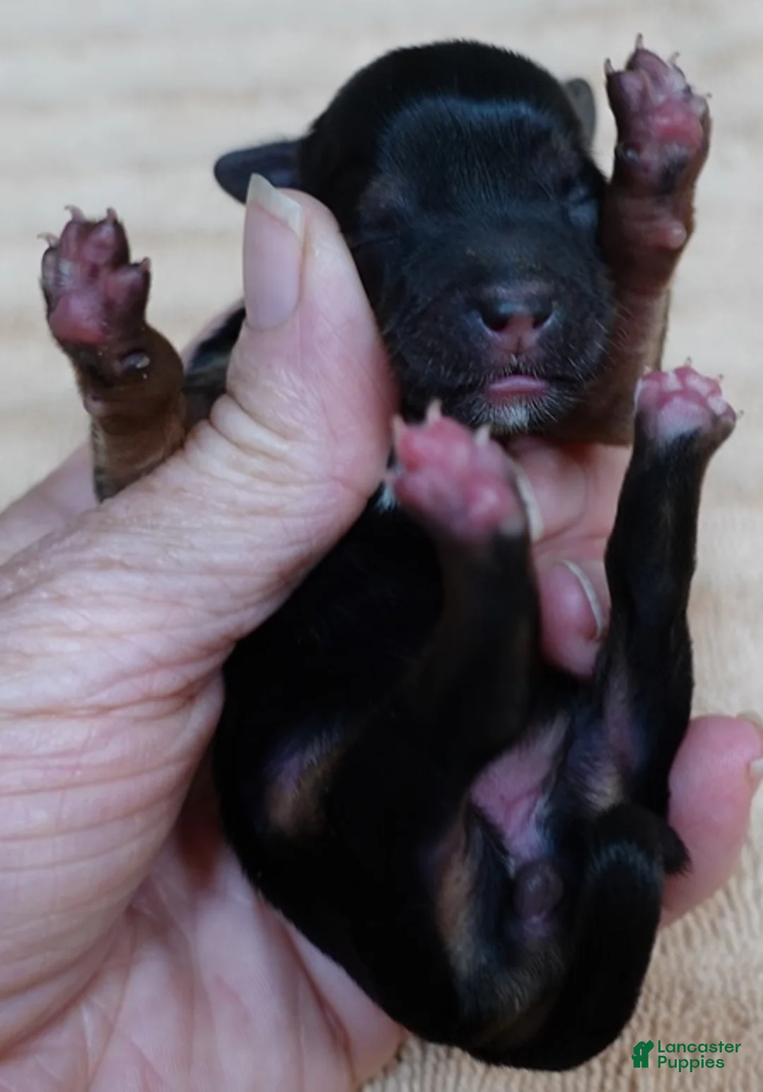 Yorkshire Terrier dogs for sale:  Tiny Daisy 4 ounces  - Ad 2