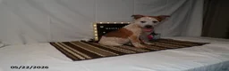 Australian Cattle Dog dogs for sale: Maverick - Ad 6