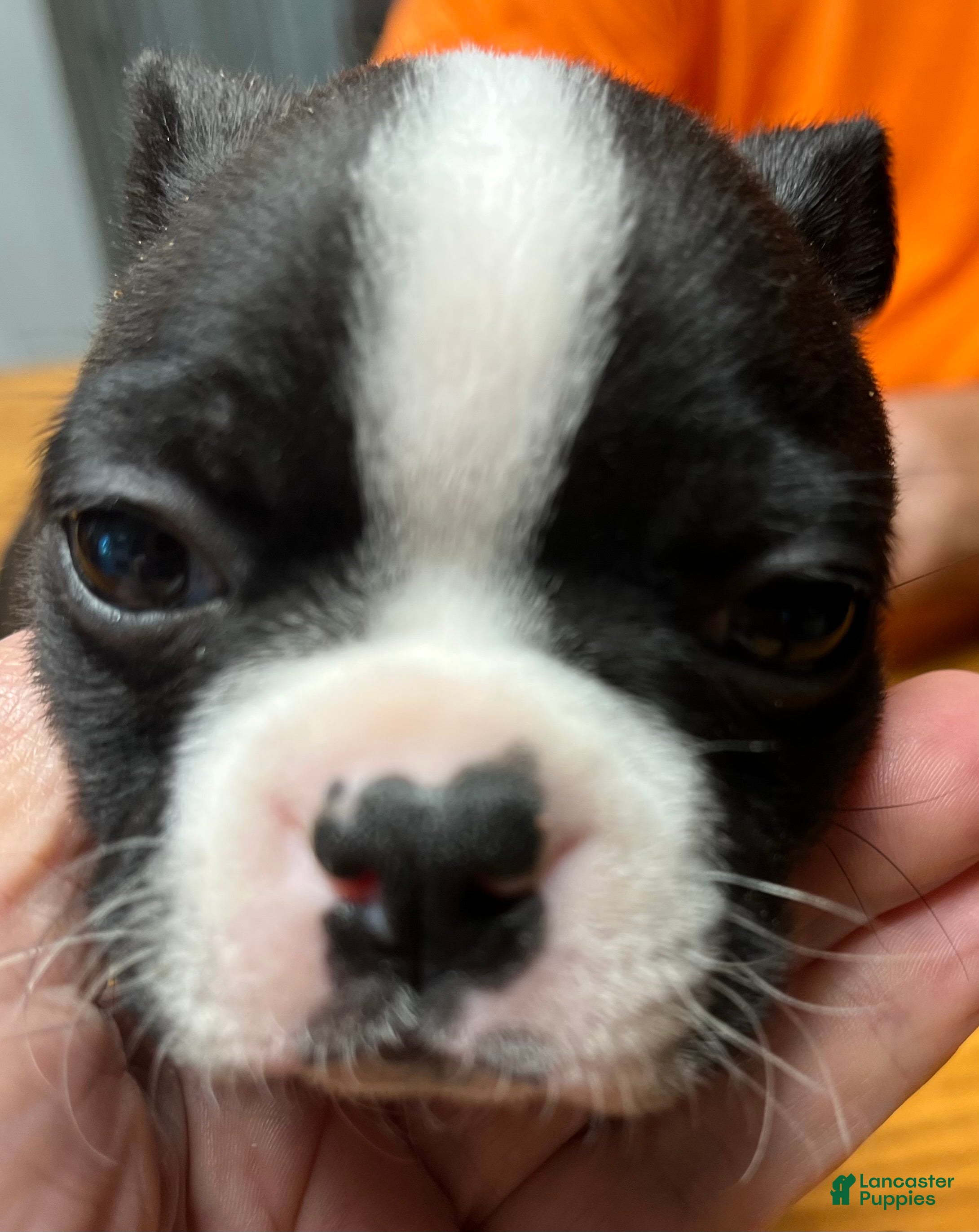 Boston Terrier dogs Boston Terrier 2 - Tillie Mae - Ad 2