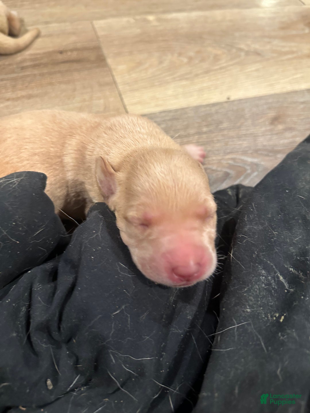 Labrador Retriever dogs for sale: Labrador Retriever Puppy 1 - Ad 7