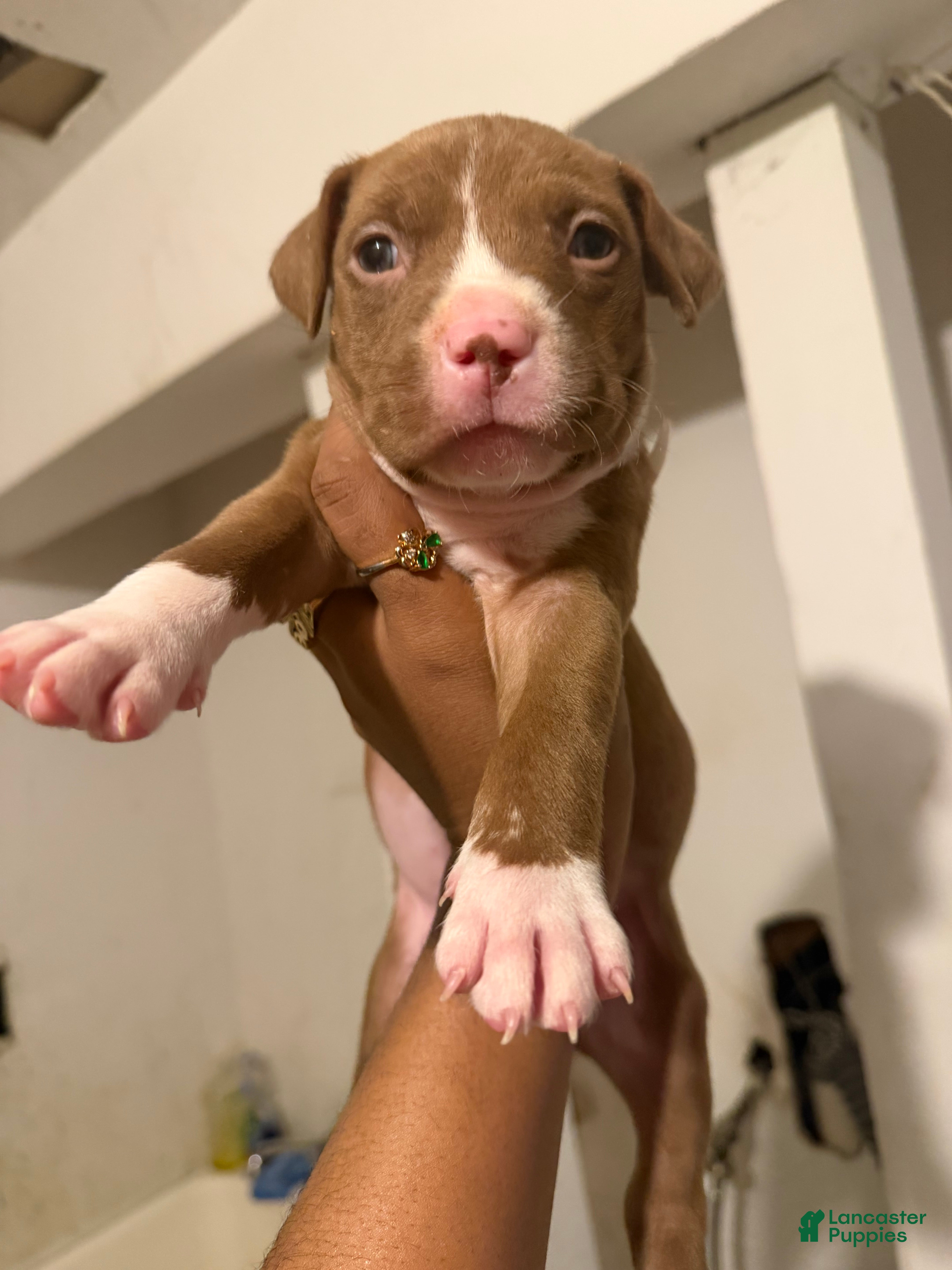 Mixed Breed dogs Mixed Breed Puppy 1 - Ad 34