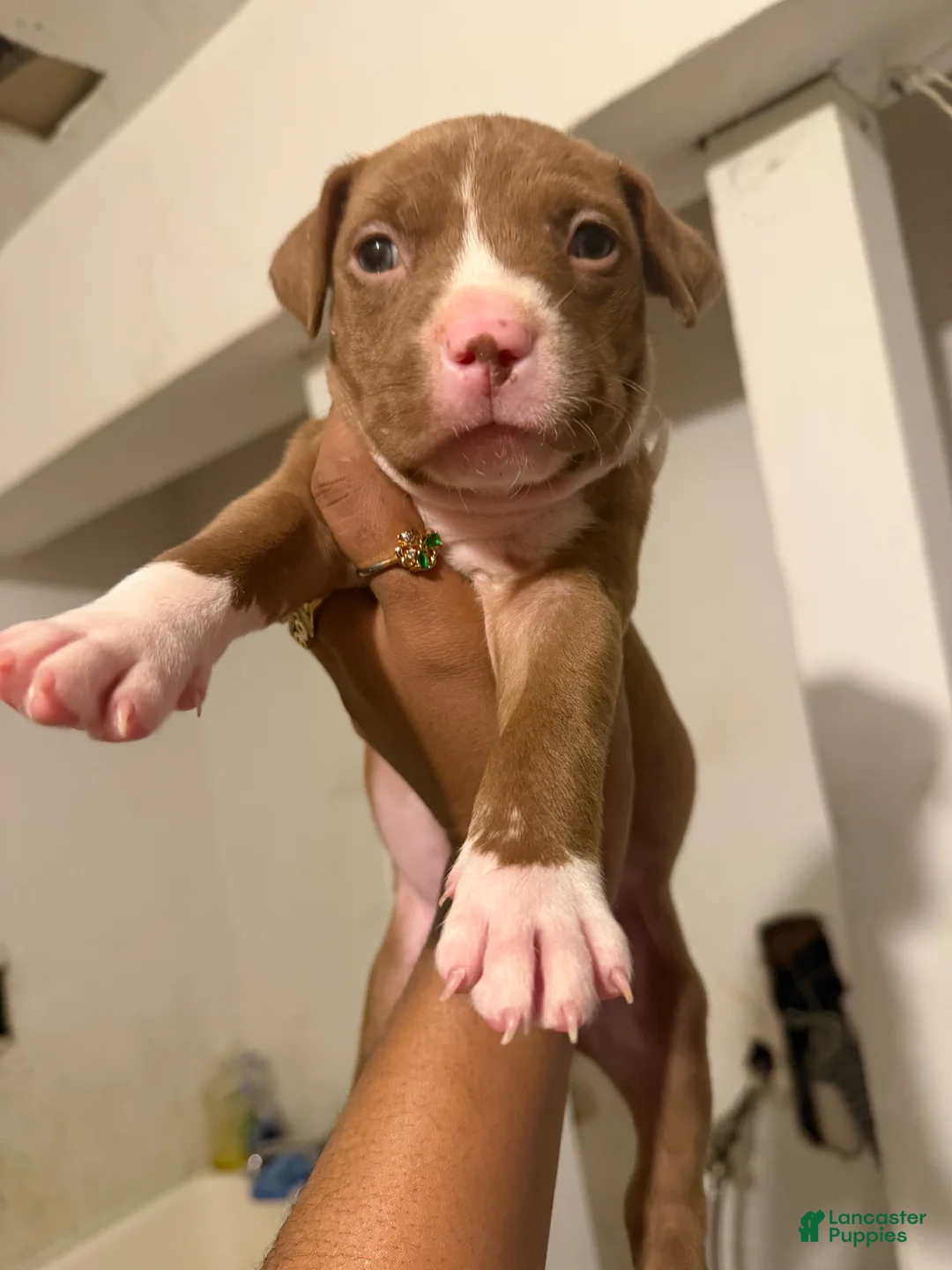 Mixed Breed dogs for sale: Mixed Breed Puppy 1 - Ad 1