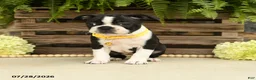 Boston Terrier dogs for sale: Tonya - Ad 5