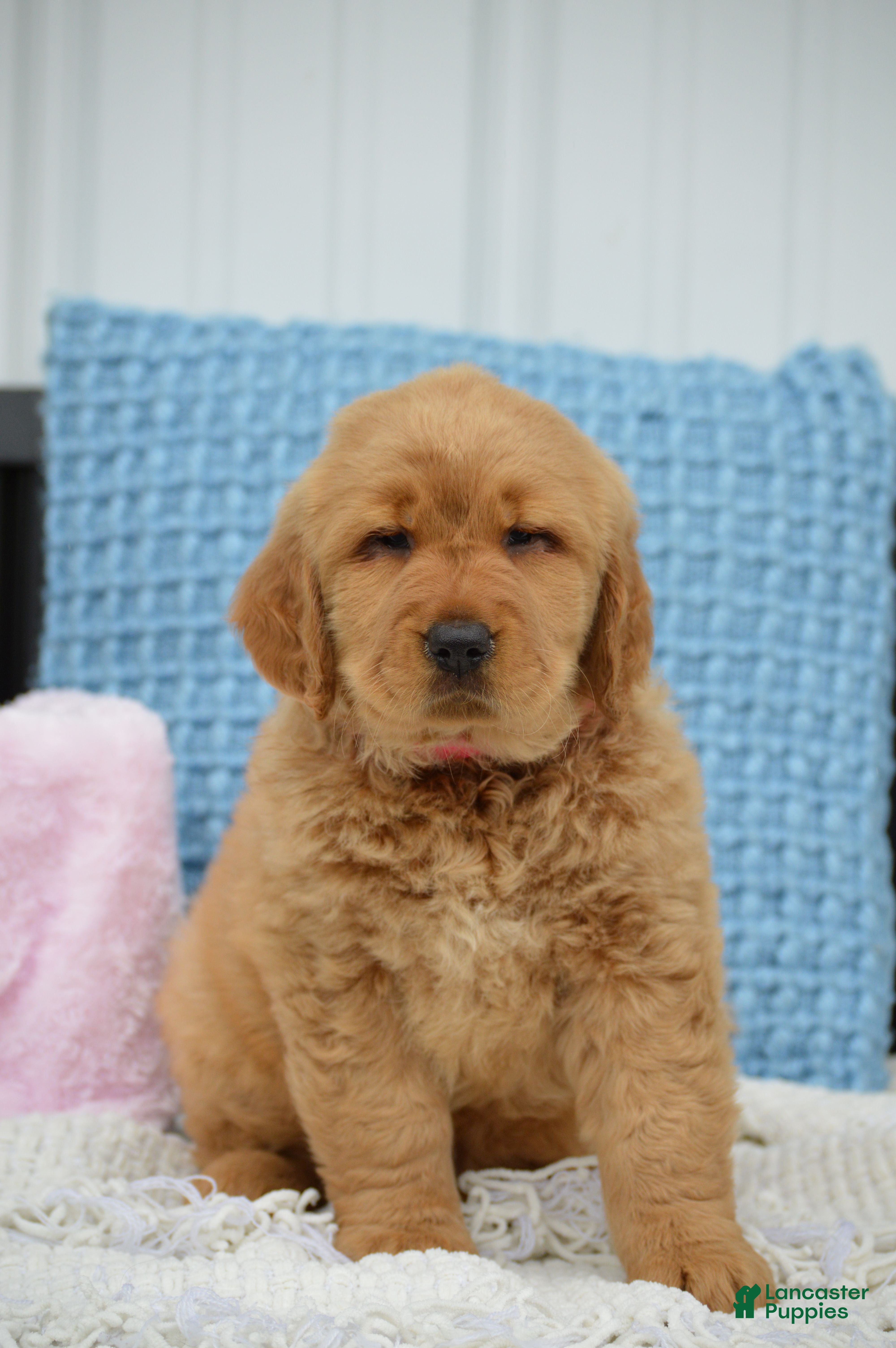 Golden Retriever dogs for sale: Dawn - Ad 3