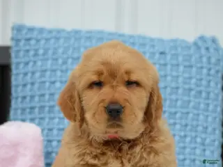 Golden Retriever dogs for sale: Dawn - Ad 3
