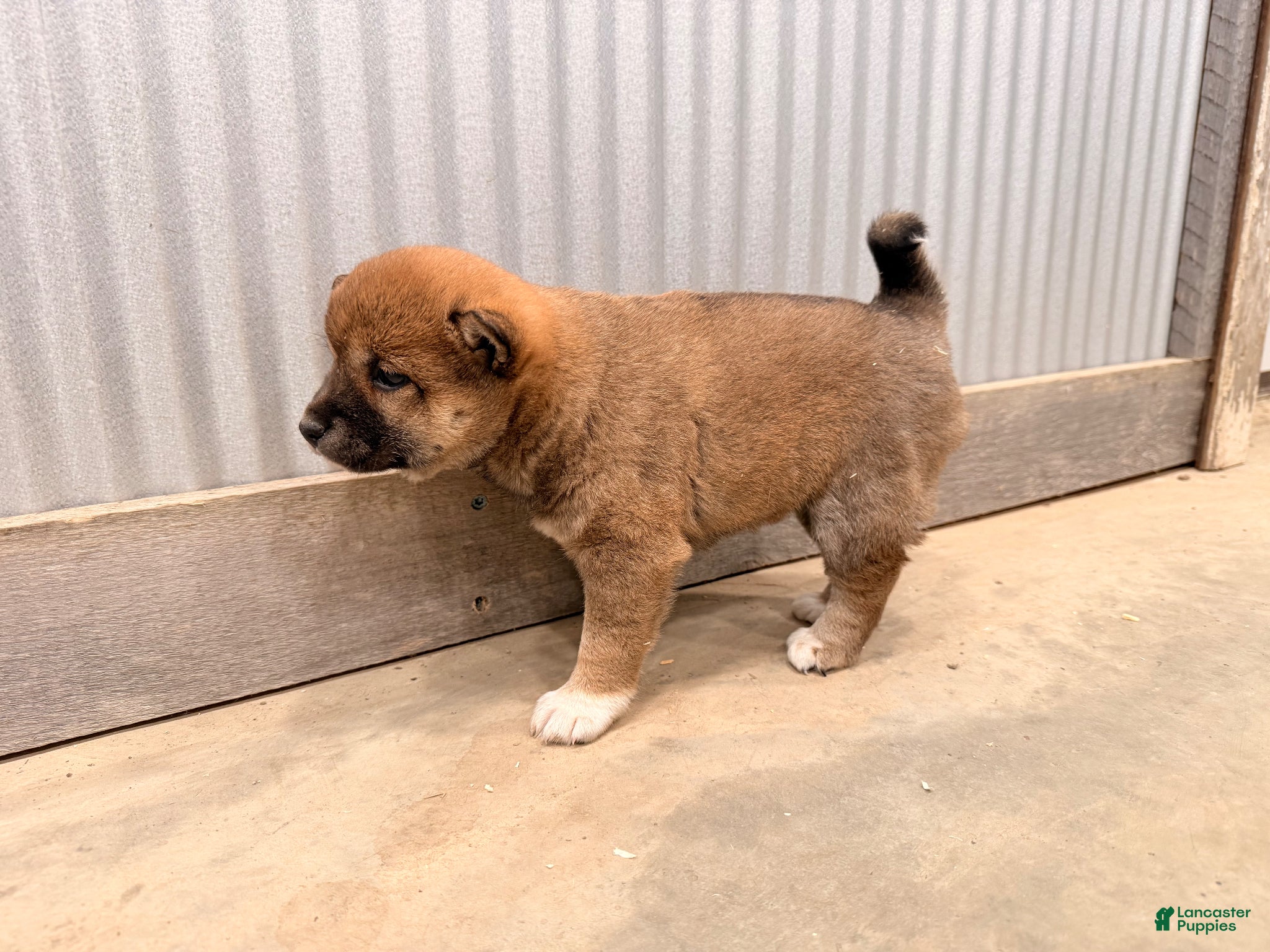 Shiba Inu dogs Shiba Inu Puppy 1 - Ad 2