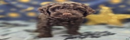 Cockapoo dogs for sale: Breeze - Ad 6