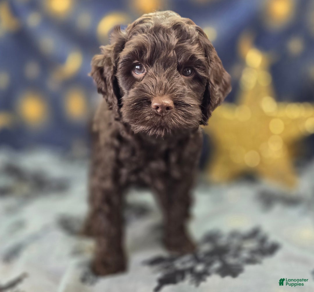 Cockapoo dogs for sale: Breeze - Ad 6
