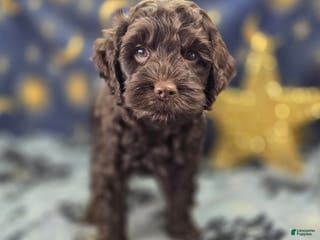 Cockapoo dogs Breeze - Ad 20