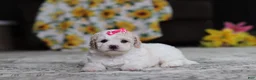 Miniature Poodle dogs for sale: Maisie - Ad 3