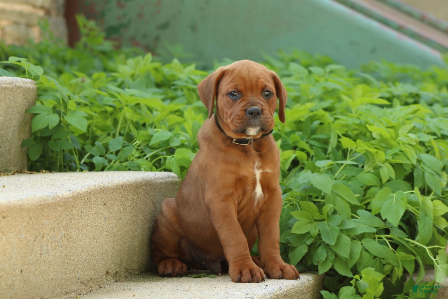 Mixed Breed dogs for sale: Bubba - Ad 4