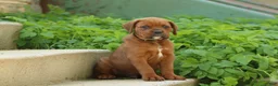 Mixed Breed dogs for sale: Bubba - Ad 1