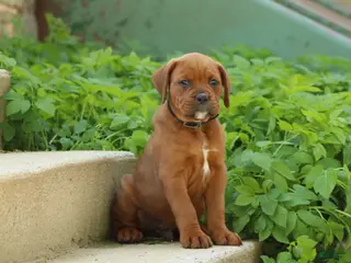 Mixed Breed dogs for sale: Bubba - Ad 4