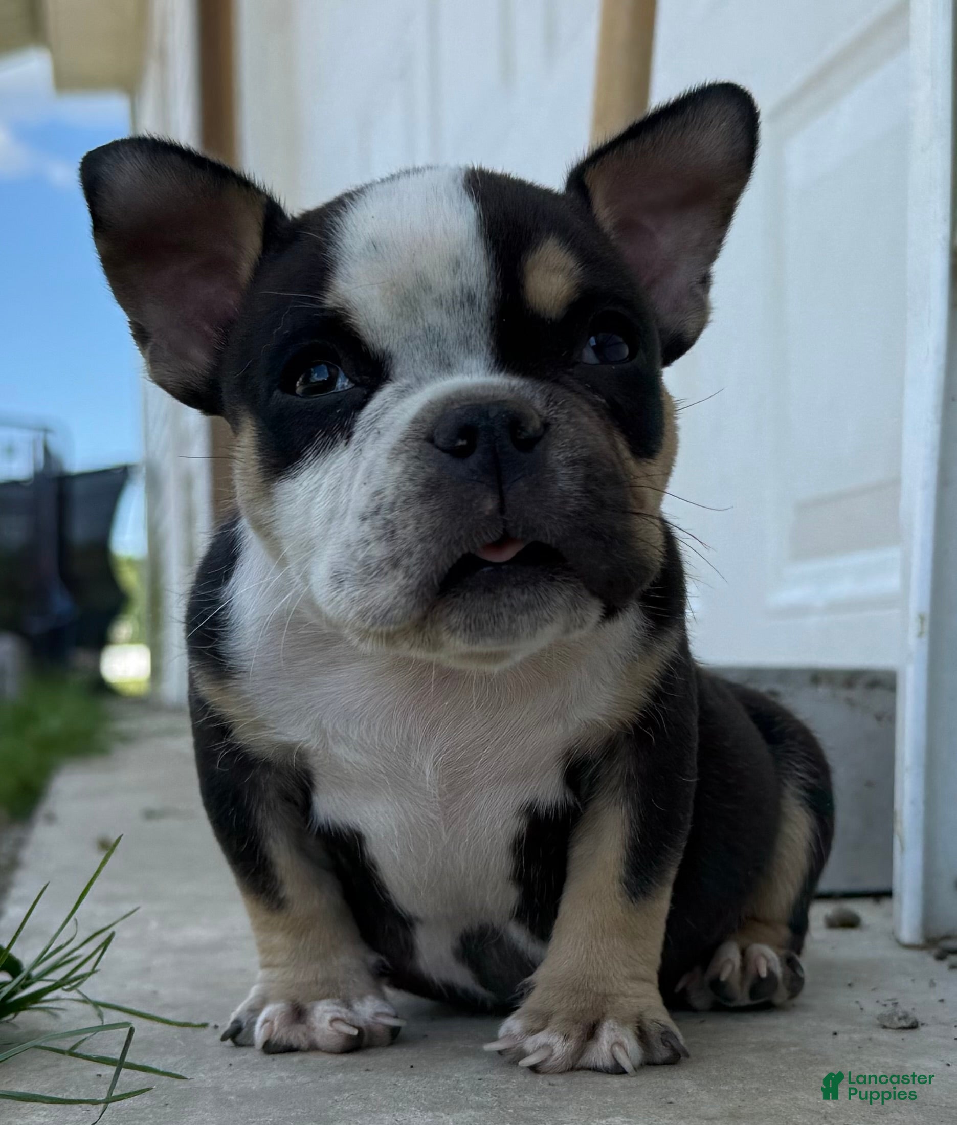 American Bully dogs Baby Girl  - Ad 1