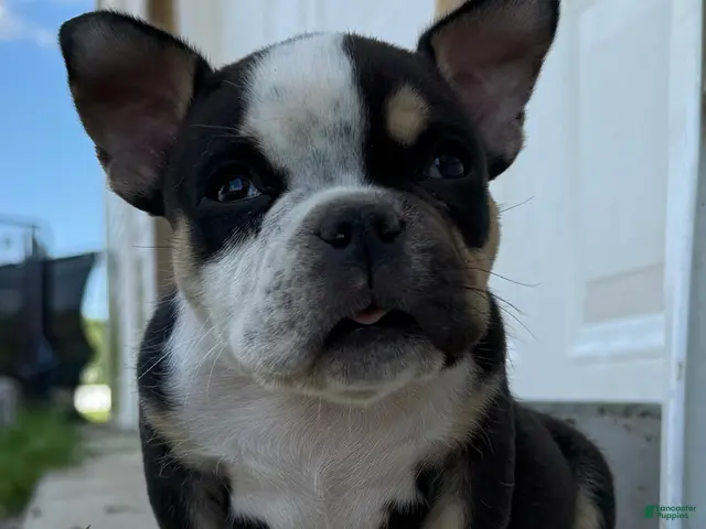 American Bully dogs for sale: Baby Girl - Ad 1