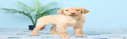 Labrador Retriever dogs for sale: Sunshine - Ad 4