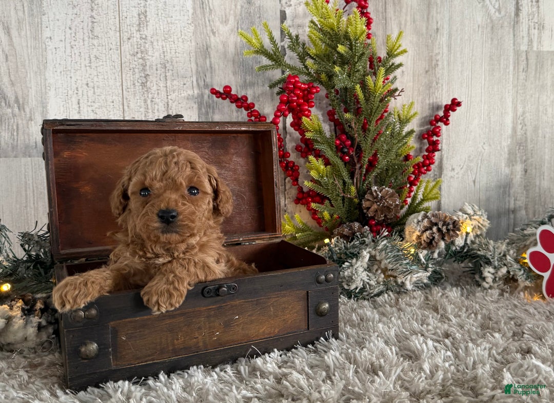 Toy Poodle dogs for sale: Tyson - Ad 2