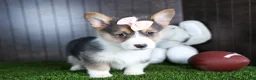 Welsh Corgi Pembroke dogs for sale: Roxanne - Ad 10