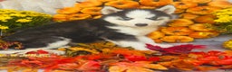 Siberian Husky dogs for sale: Siberian Husky Puppy 3 - Ad 6