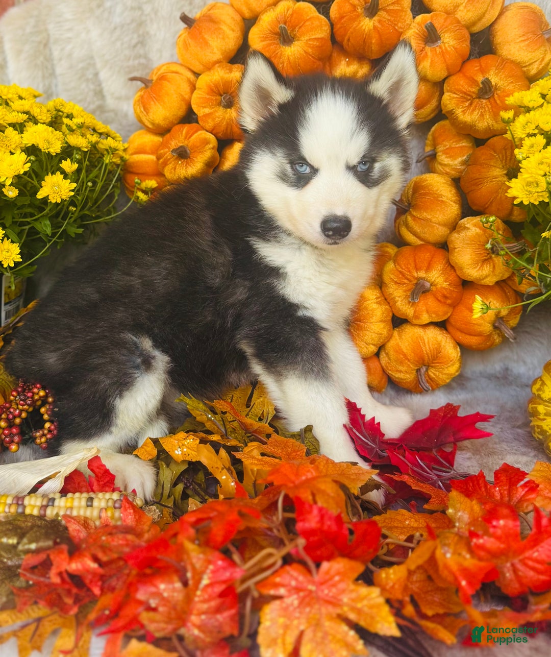 Siberian Husky dogs for sale: Siberian Husky Puppy 3 - Ad 6