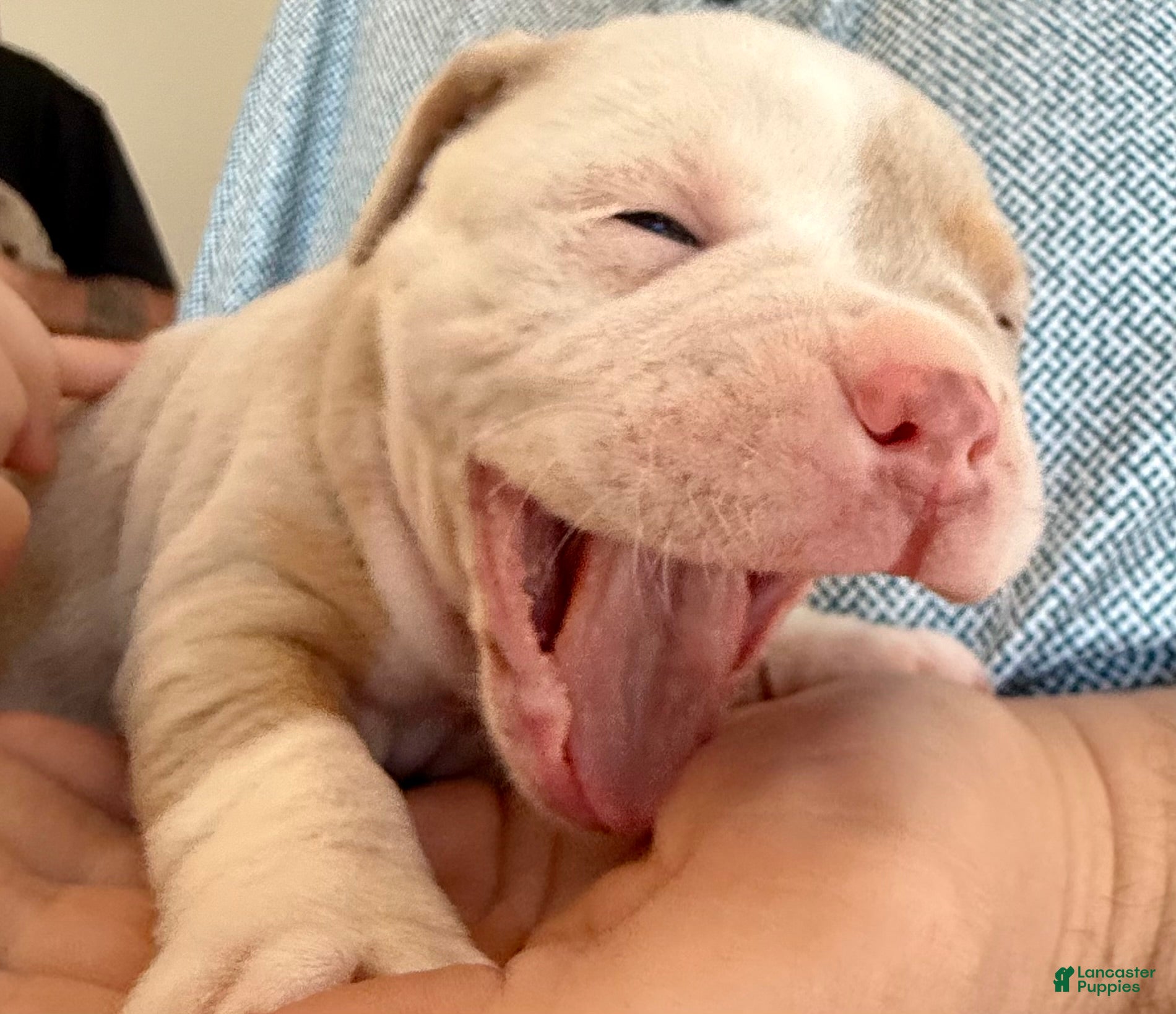 Olde English Bulldogge dogs Tri Lilac Merle - Ad 1