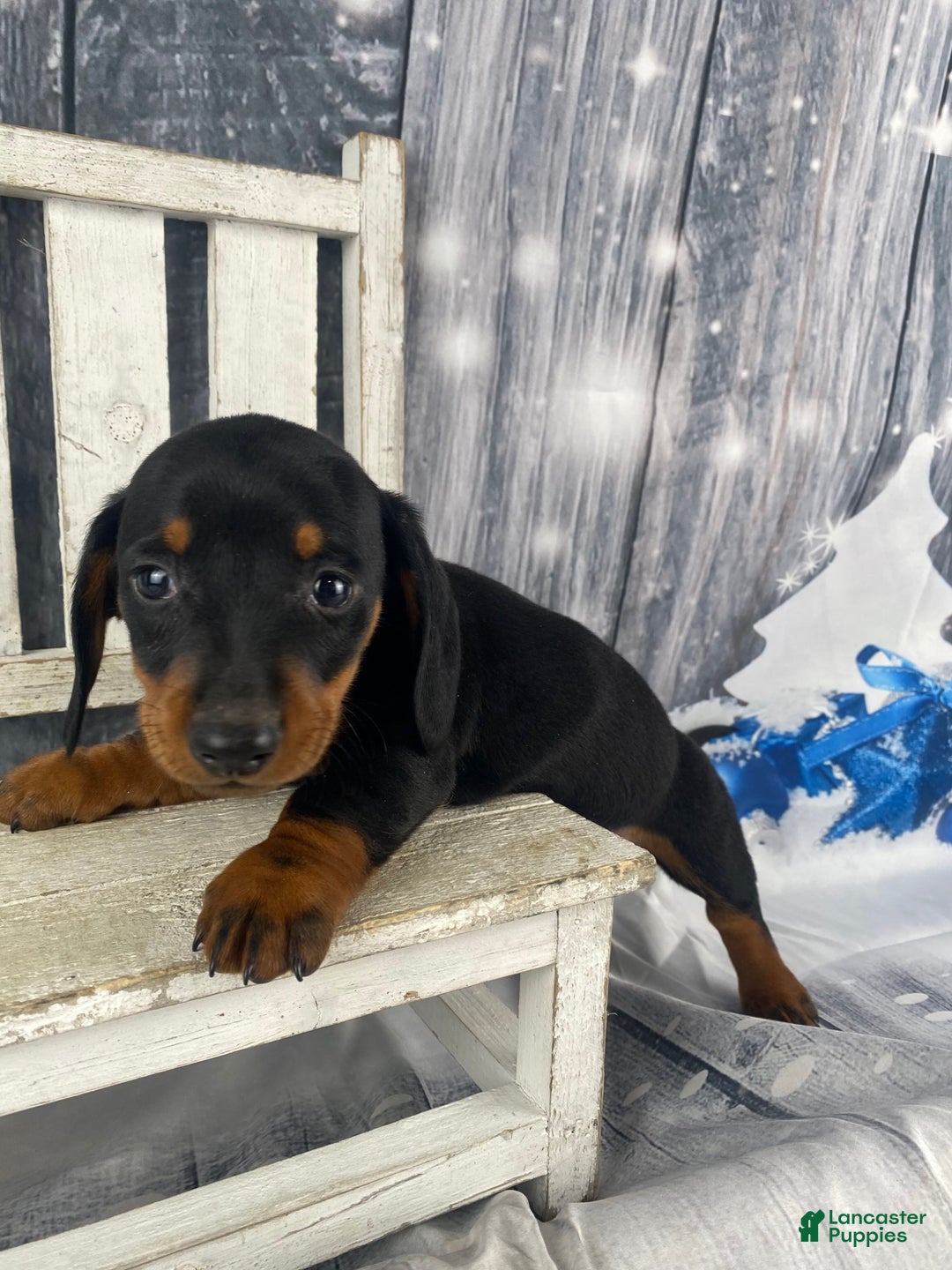 Miniature Dachshund dogs for sale: Johnny - Ad 3