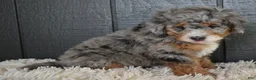 Mini Bernedoodle dogs for sale: Jazzie F1b - Ad 6
