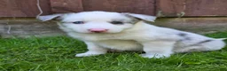 Border Collie dogs for sale: Honey - Ad 1