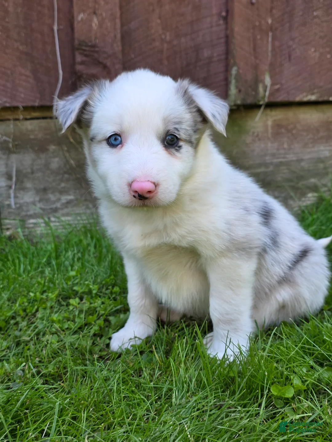 Border Collie dogs for sale: Honey - Ad 1