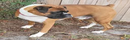 Boxer dogs for sale: DAYELA - Ad 14