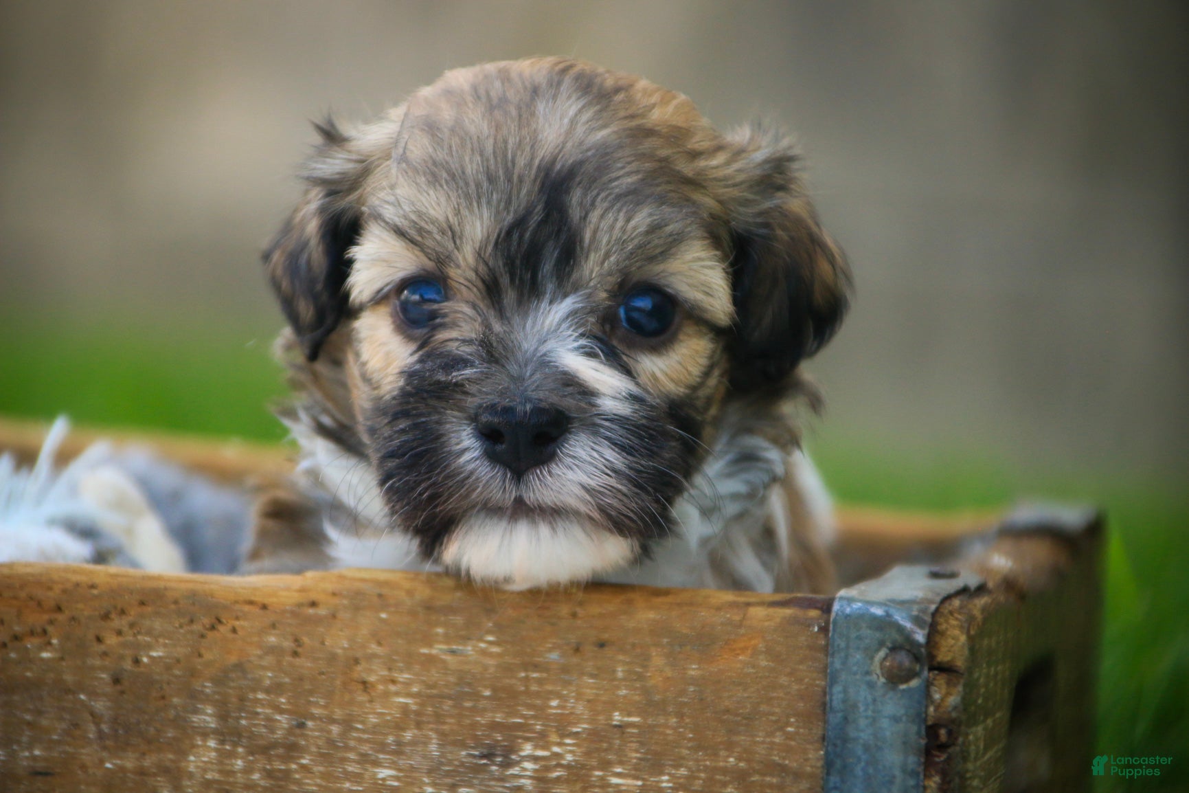 Havanese dogs Scout Havanese  - Ad 2