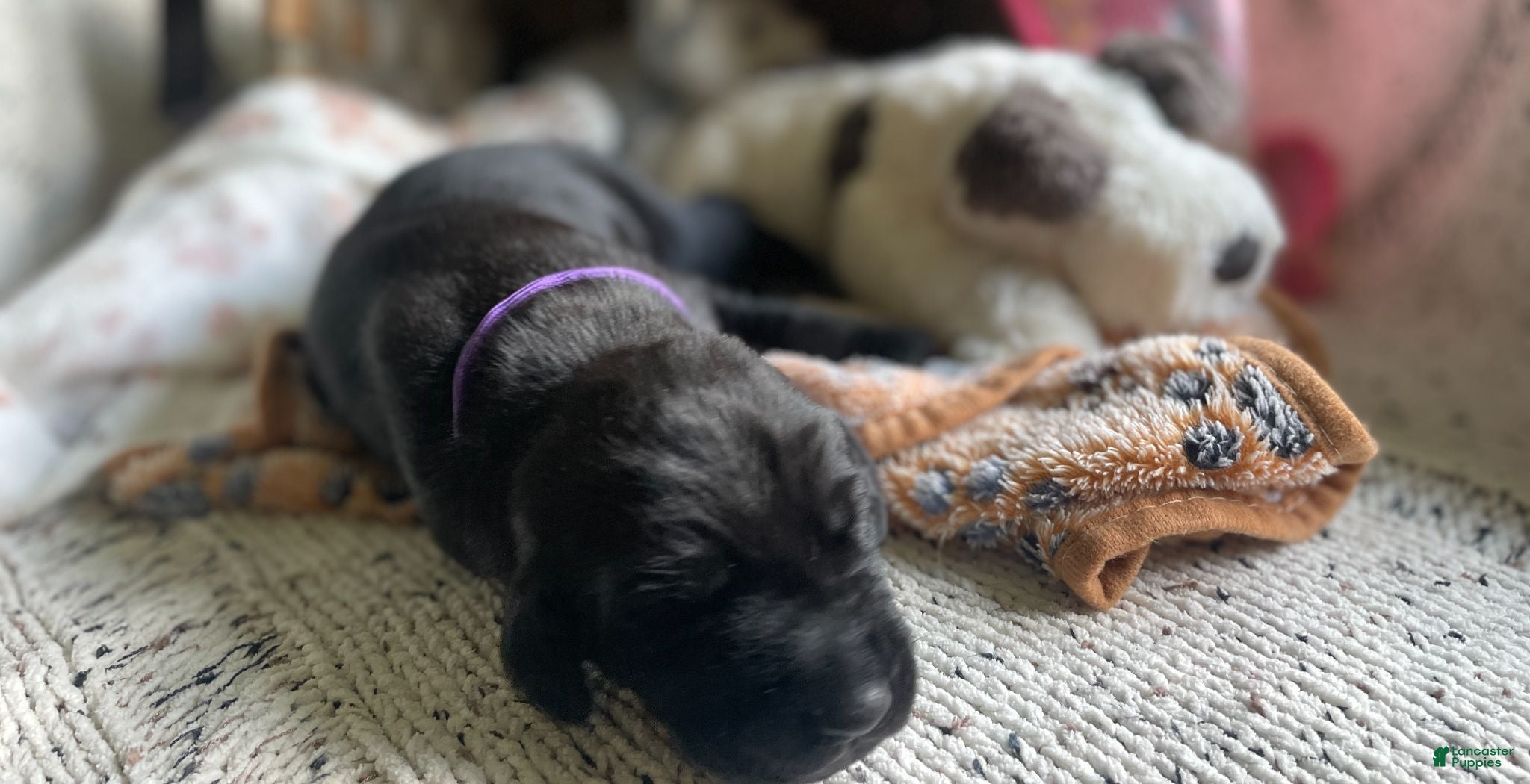 Mixed Breed dogs Purple  - Ad 2
