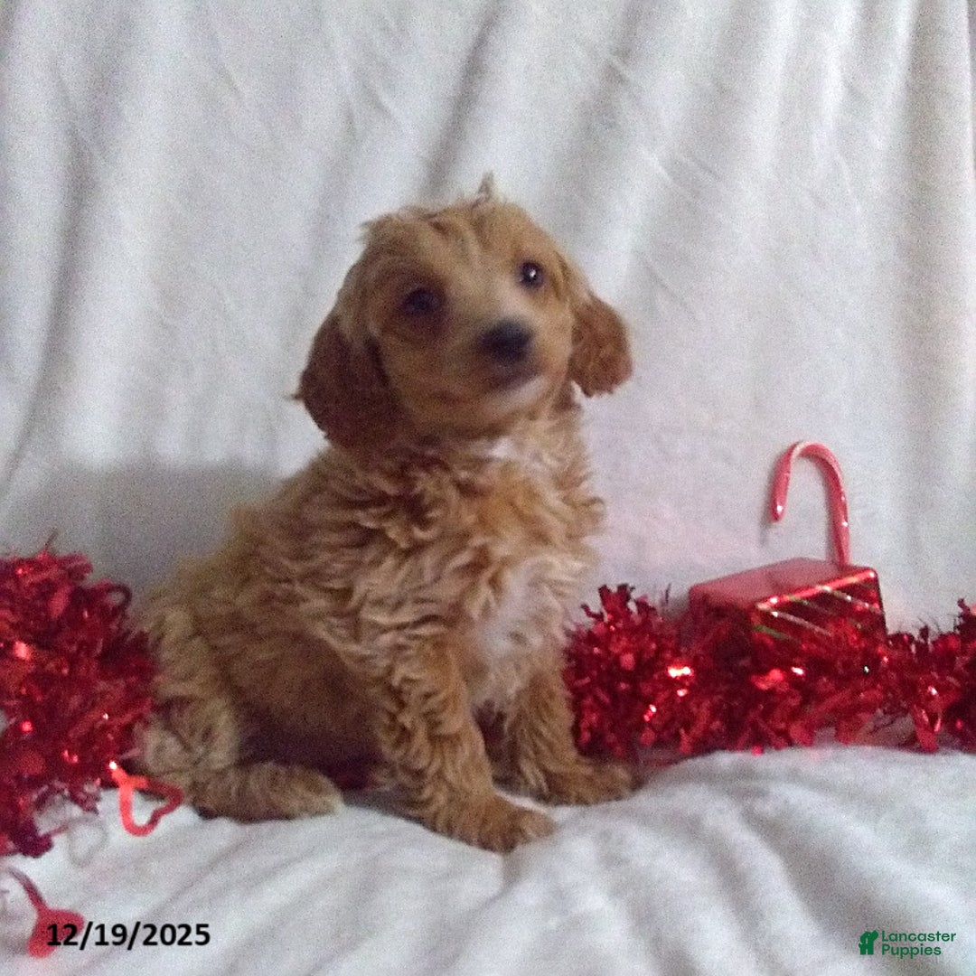 Mini Goldendoodle dogs for sale: Merry - Ad 2