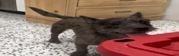 Mixed Breed dogs for sale: Scarlet - Ad 3