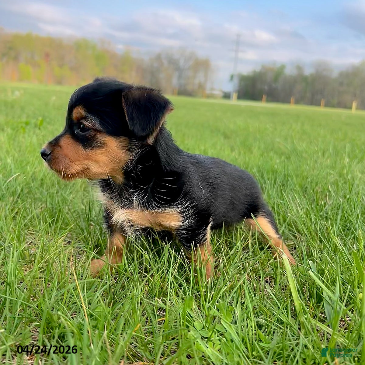 Yorkiepoo dogs Rocket - Ad 2