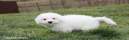 Bichon Frise dogs for sale: Rory - Ad 19