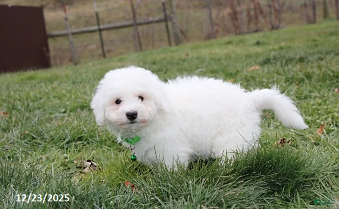 Bichon Frise dogs for sale: Rory - Ad 19