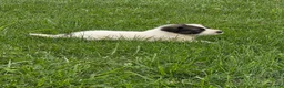Great Pyrenees dogs for sale: Cupid - Ad 14