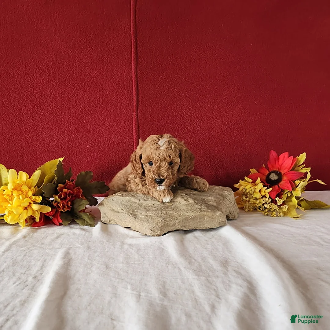 Cavapoo dogs for sale: Tribute - Ad 8