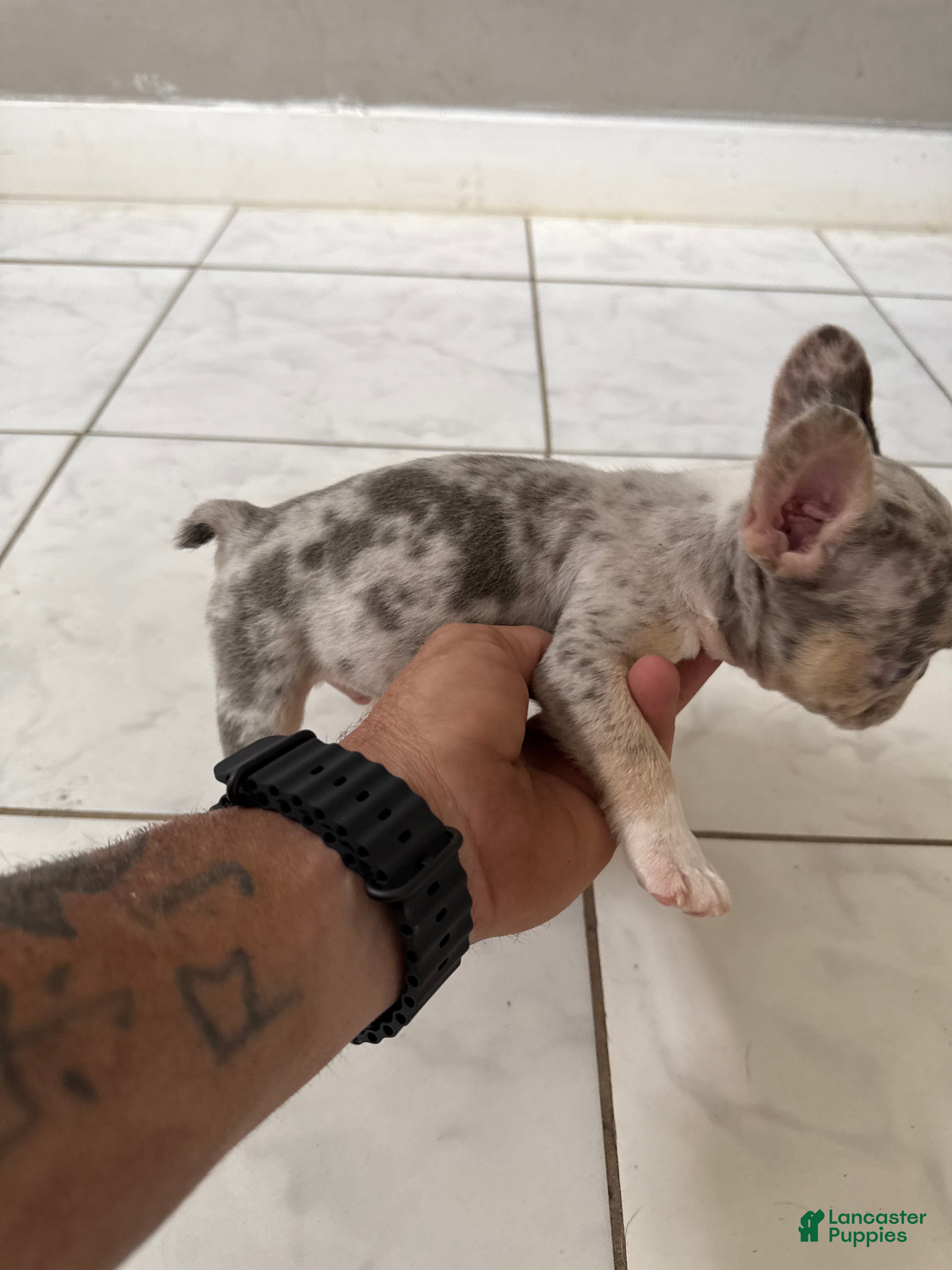 French Bulldog dogs French Bulldog 9 - Ad 33