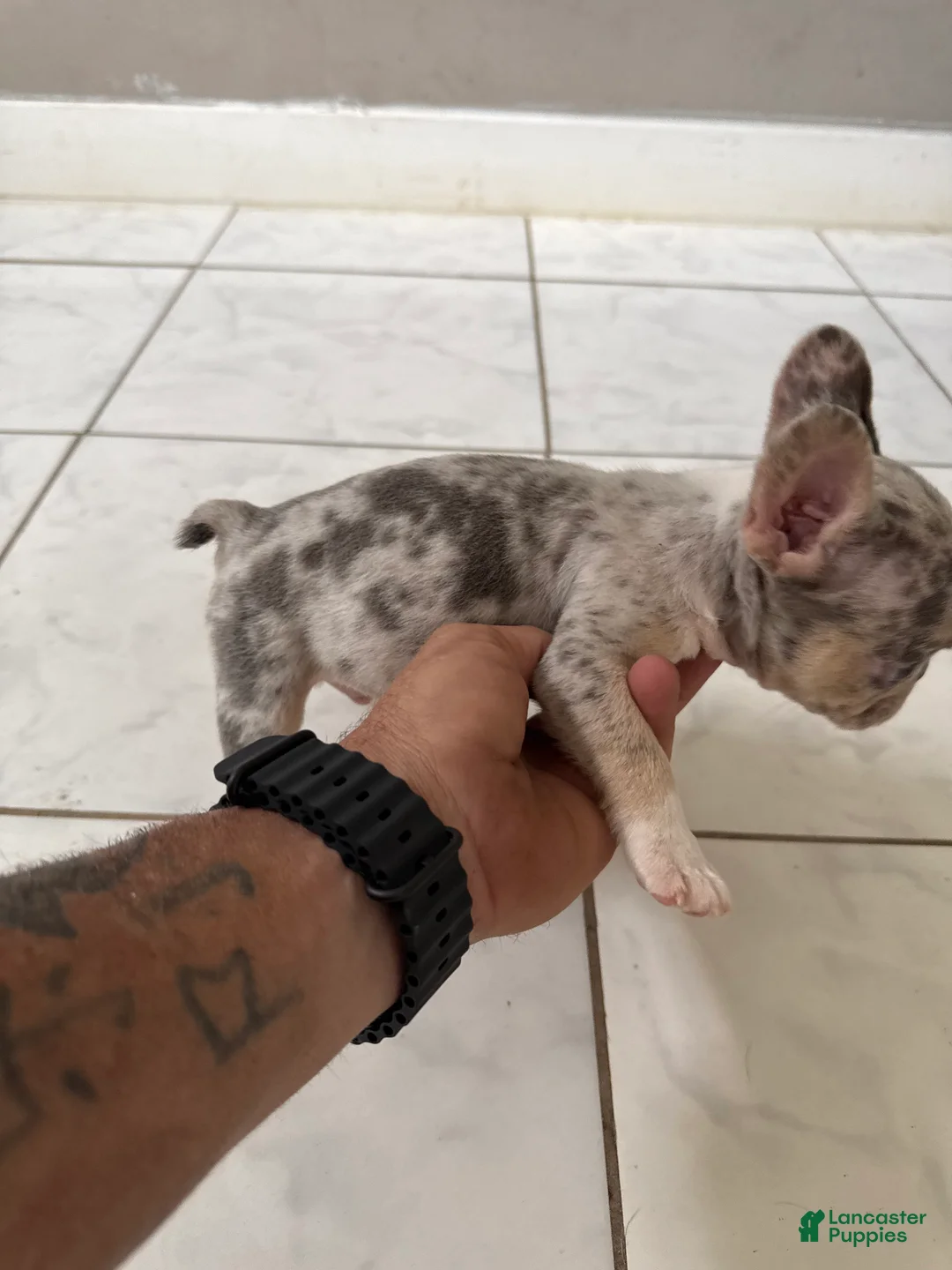 French Bulldog dogs for sale: French Bulldog 9 - Ad 1